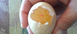 بالفيديو: دقات قلب الكتكوت داخل البيضة