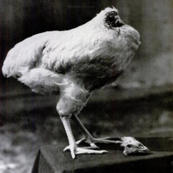 قصة الدجاجة التي عاشت 18 شهراً بدون رأس بعد ذبحها