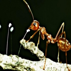 كيف يشم النمل الطريق الصحيح رغم عدم وجود انف له