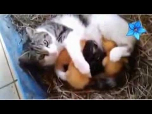 شاهد فيديو رحمة القطة بالطيور الصغيرة وماذا تفعل معهم ؟ 