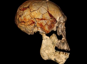 إكتشاف جمجمة الإنسان الأول تسلط الضوء على بداية التاريخ البشري.