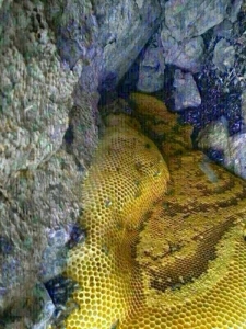      العثور على غار في احد جبال حضرموت يفيض بانهار من عسل مصفى