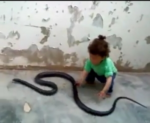 بالفيديو:: أب عربي يعلم طفلته الشجاعة من خلال اللعب بأفعى
