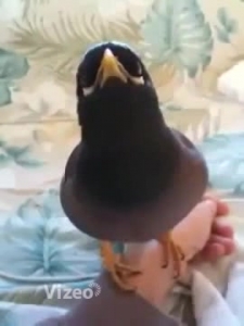 فيديو شاهد ماذا يقول هذا الطائر العجيب 