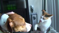 مجموعة صور غريبة تجمع بين الكلب والقط