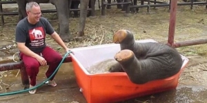 عندما يستحم الفيل الصغير في اناء كبير .. فيديو