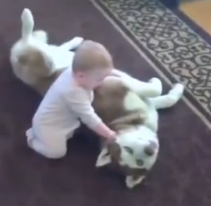 كلب "صبور" يلاعب طفلة مشاكسة ...