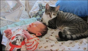 ردة فعل قطة تفاجأت بقدوم المولود الجديد للمنزل ...