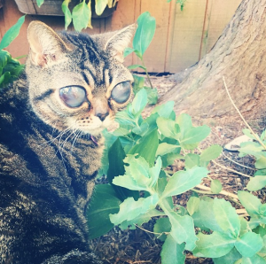 صور| قطة بعيون مخيفة يتخطى حسابها 30 ألف متابع على «إنستجرام»
