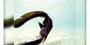 شاهد بالفيديو… أغرب سمكة تسبح ورأسها مفصول عن جسمها