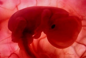 فيديو عجيب .. مراحل تكوين الجنين بالفيديو