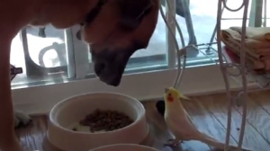طائر طريف يقوم بالغناء لكلب اثناء تناوله وجبة الطعام ...