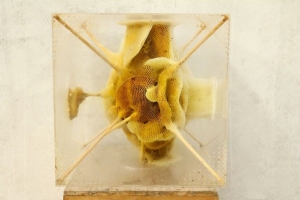 خلايا النحل بطريقة إبداعية