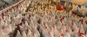 7 شيقل.. تواصل انخفاض أسعار الدجاج شمال الضفة