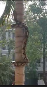 فيديو رائع ... شاهد كيف تقوم هذه الافعى الضخمة بتسلق الشجرة باستخدام عضلاتها بطريقة منظمة ..