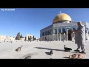 المسن أبو أيمن ورعاية القطط في المسجد الأقصى ... 