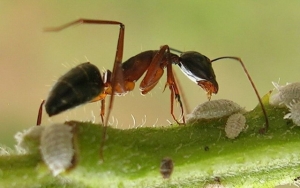 اذا علمت ان ٤ دببه تاكل ٢٠٠٠ نمله في اليوم فما عدد النمل الذي ياكله دبان في اليوم