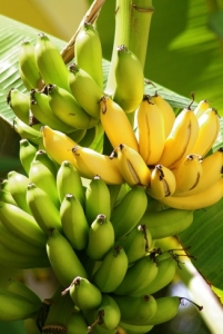 فوائد الموز الغذائيّة تختلف حسب لونه