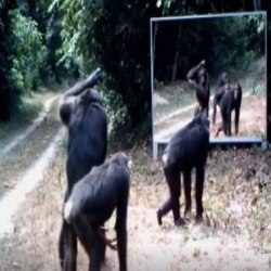 مشاهد طريفة: كيف تتصرف حيوانات الغابة حين تشاهد نفسها في مرآه كبيرة !!!