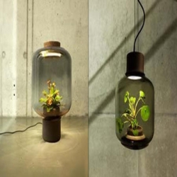 مصابيح تنمو بداخلها النباتات بلا ماء أو شمس