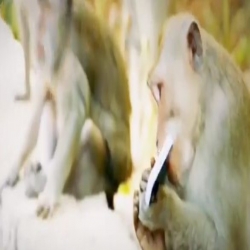 بالفيديو : قرد يسرق آيفون ويستبدله بوجبة طعام