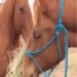 بالفيديو - حصان كفيف سخر الله له حصان آخر لكى يأتيه بالطعام