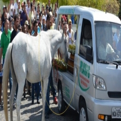 بالصور:حصان برازيلى يتأثر حزناً فى جنازة صاحبه