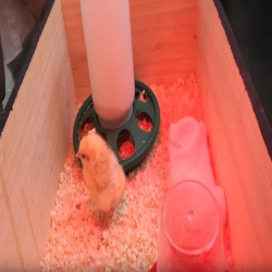 فيديو: بعد جلوسه على البيض أكثر من 21 يوماً.. ‏فنان فرنسي ينجح بإخراج أول صيصانه التي احتضنها بدلاً عن ⁧‫الدجاجة