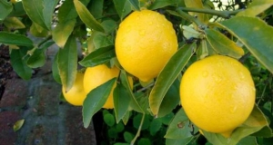 6 فوائد لليمون الساخن في الشتاء