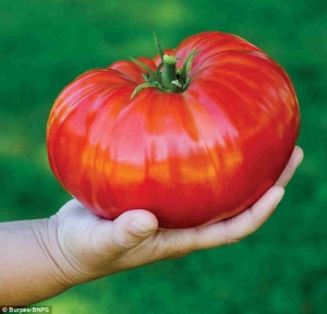 بالصور .. أكبر ثمرة طماطم في بريطانيا