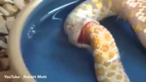 فيديو افعى تاكل نفسها - Snake eat itself 