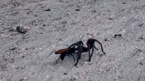 شاهد: فيديو: لدغة دبور تودي بحياة عنكبوت
