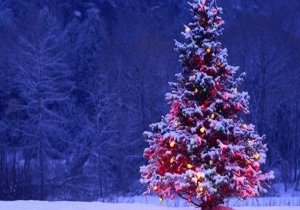 قصة شجرة عيد الميلاد.. و أول من استخدمها.