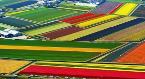 بالصور هولندا أرض الخزامى