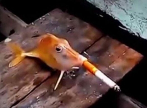 بالفيديو "سمكة تدخن سيجارة"