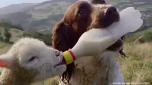 بالفيديو مشاعر الامومة بين الحيوانات المختلفة