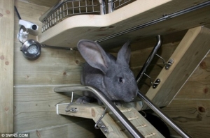 أكثر الأرانب ترفاً في العالم, أرنبان يعيشان في كوخ يزيد ثمنه عن 15 ألف دولار أمريكي (صور)