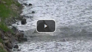  فيديو مذهل تمساح يصطاد آخر ويلتهمه