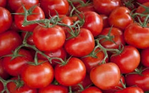 4 ثمرات طماطم يوميًا تقلل خطر الإصابة بسرطان الكلى