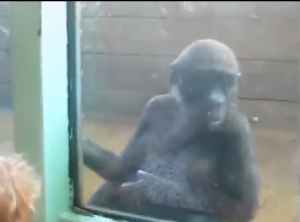 فيديو مضحك يظهر ردات فعل الاطفال عند رؤية الحيوانات. يموت من الضحك.