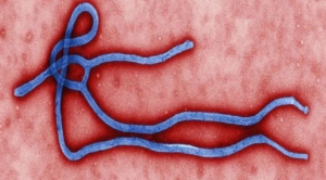 فيروس الإيبولا عمره 23 مليون عام.