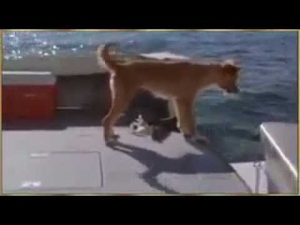 شاهد بالفيديو دولفين ينقذ كلب من سمك القرش 