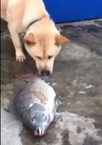 كلب يحاول انقاذ سمك من الموت .. فيديو نادر