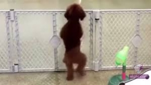  فيديو طريف هذا الكلب الموهوب يرقص الـ سالسا