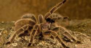اكتشاف أكثر عنكبوت سام فى العالم بجنوب لندن.