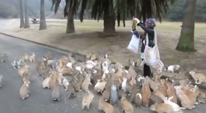 بالفيديو | شاهد جزيرة الأرانب في اليابان