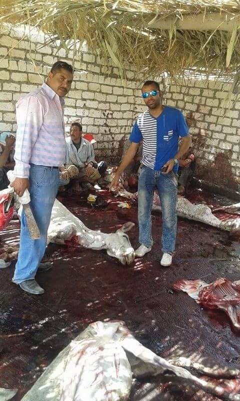 ضبط مزرعة لذبح الحمير وبيع لحومها في مصر !!