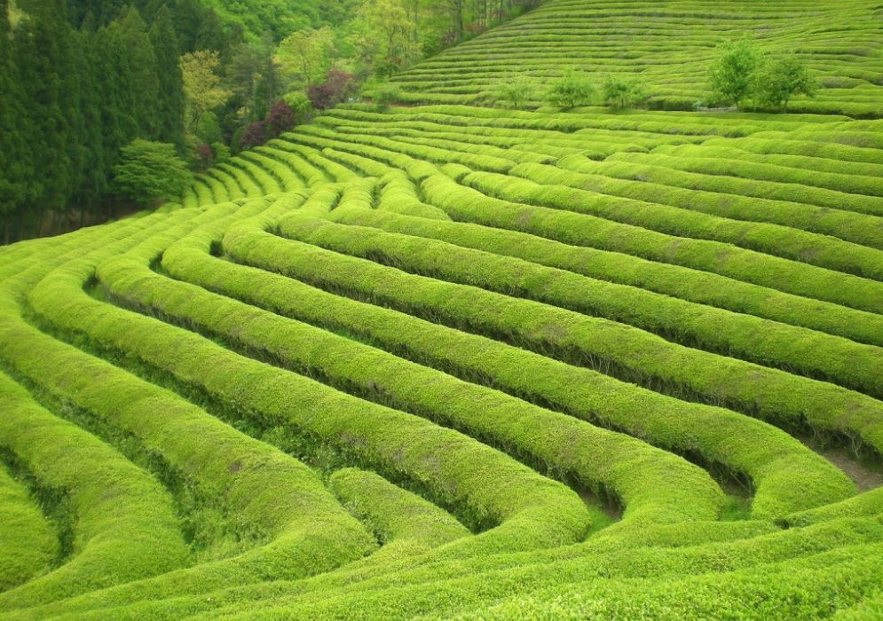 صور حقول الشاي حول العالم .. طبيعة رائعه خلابة