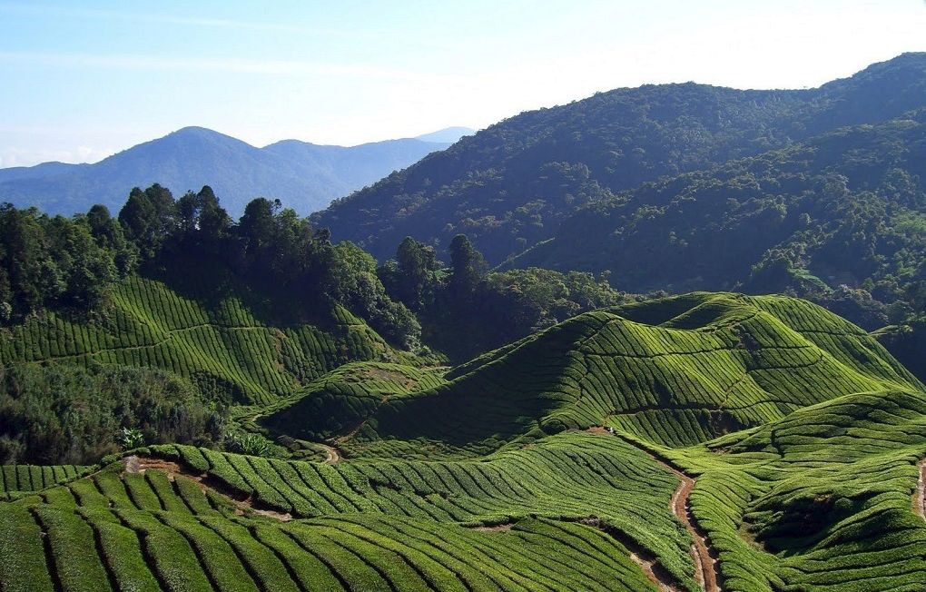صور حقول الشاي حول العالم .. طبيعة رائعه خلابة